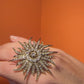 Ring Sun
